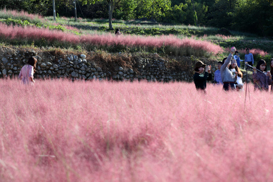 3일 오후 전북 남원시 신생마을 핑크뮬리 군락지에서 관광객이 걸어가고 있다.     핑크뮬리는 여름에는 짙푸른 녹색을 띄다가 가을에 접어들면서 분홍색으로 물든다.
